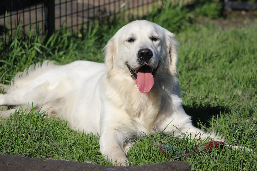 Bollies Oodle Farm Stay - dog enjoying the sunshine
