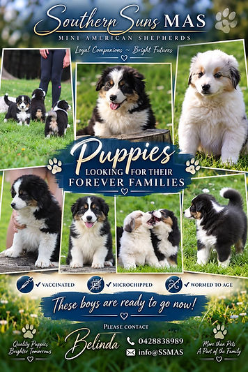Puppies Sept 2026.jpg