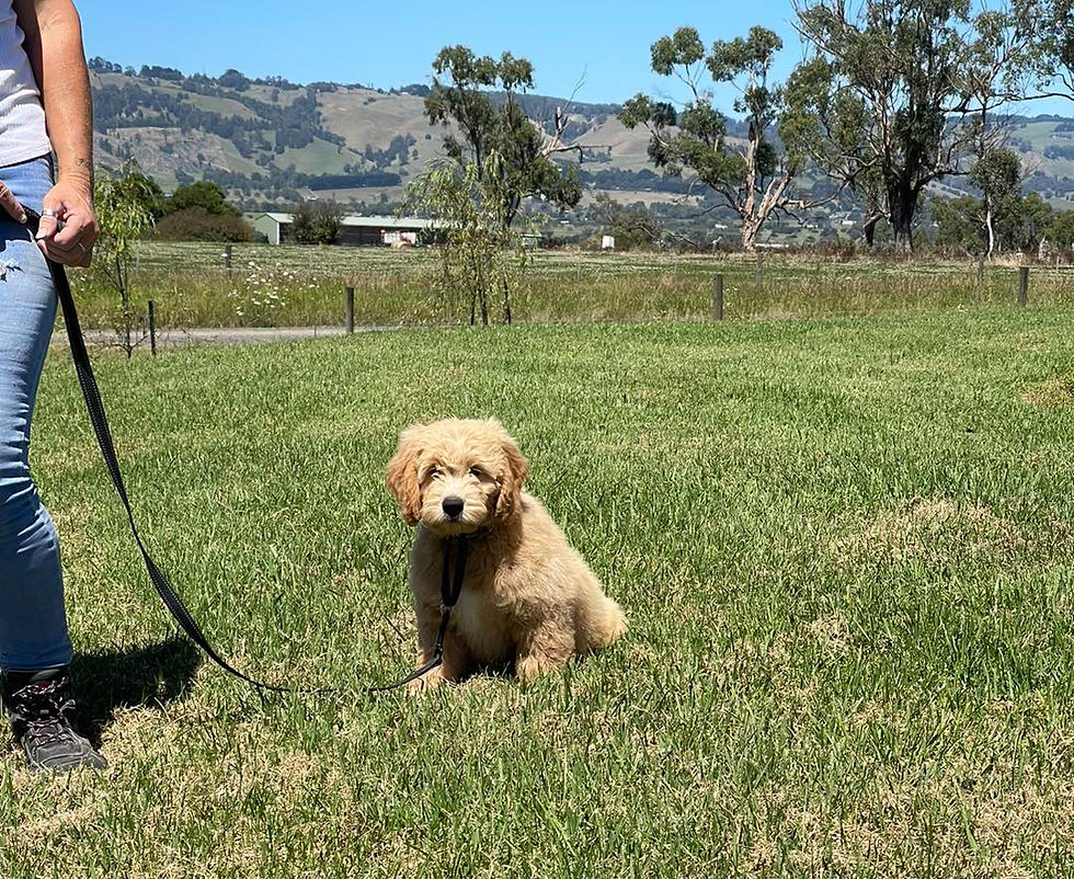 Training - Train and Stay program - Bollies Oodle Farm Stay