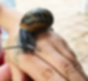 CARACOL