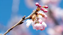 南足柄春めき桜