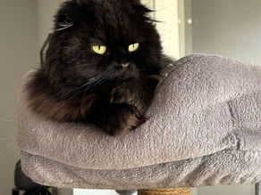 Perserkater schwarz auf Katzenbaum