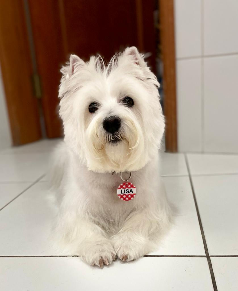 Miniatura: Placa de identificación Mantel para perros y gatos