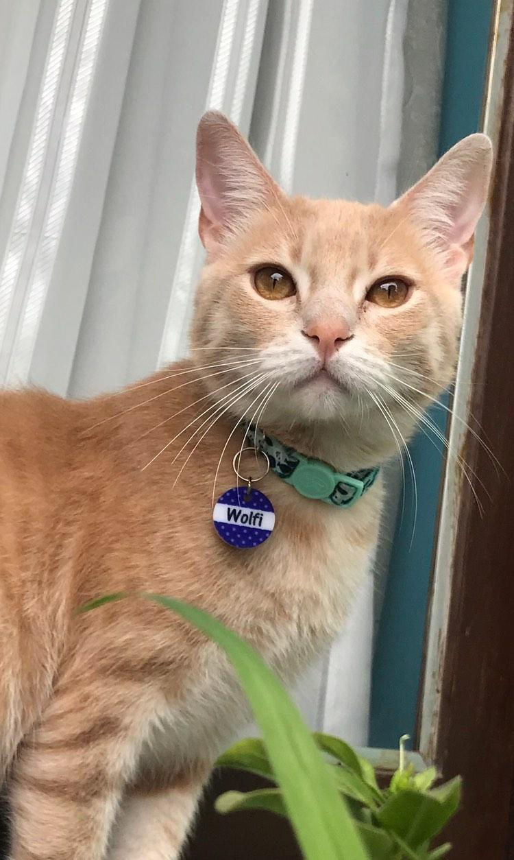 Miniatura: Placa de identificación Puntos para perros y gatos