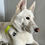 Miniatura: Placa de identificación Corazón Puntos para perros y gatos