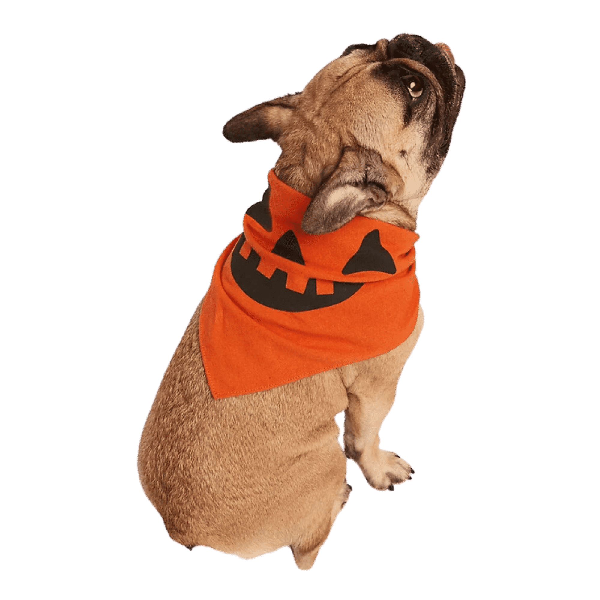 Bandana Calabaza Halloween para perros