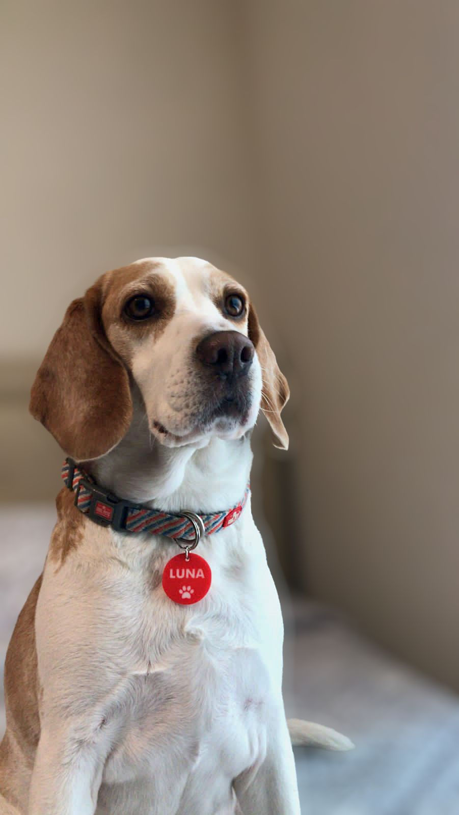 Miniatura: Placa de identificación Huella para perros y gatos