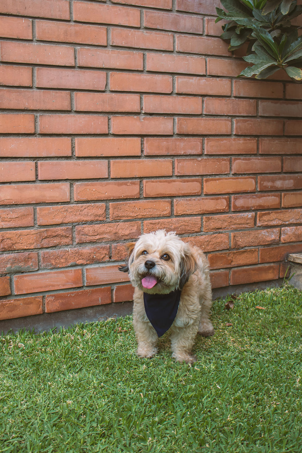 Miniatura: Bandana Reversible Con Elástico Negra - Ponle Nombre