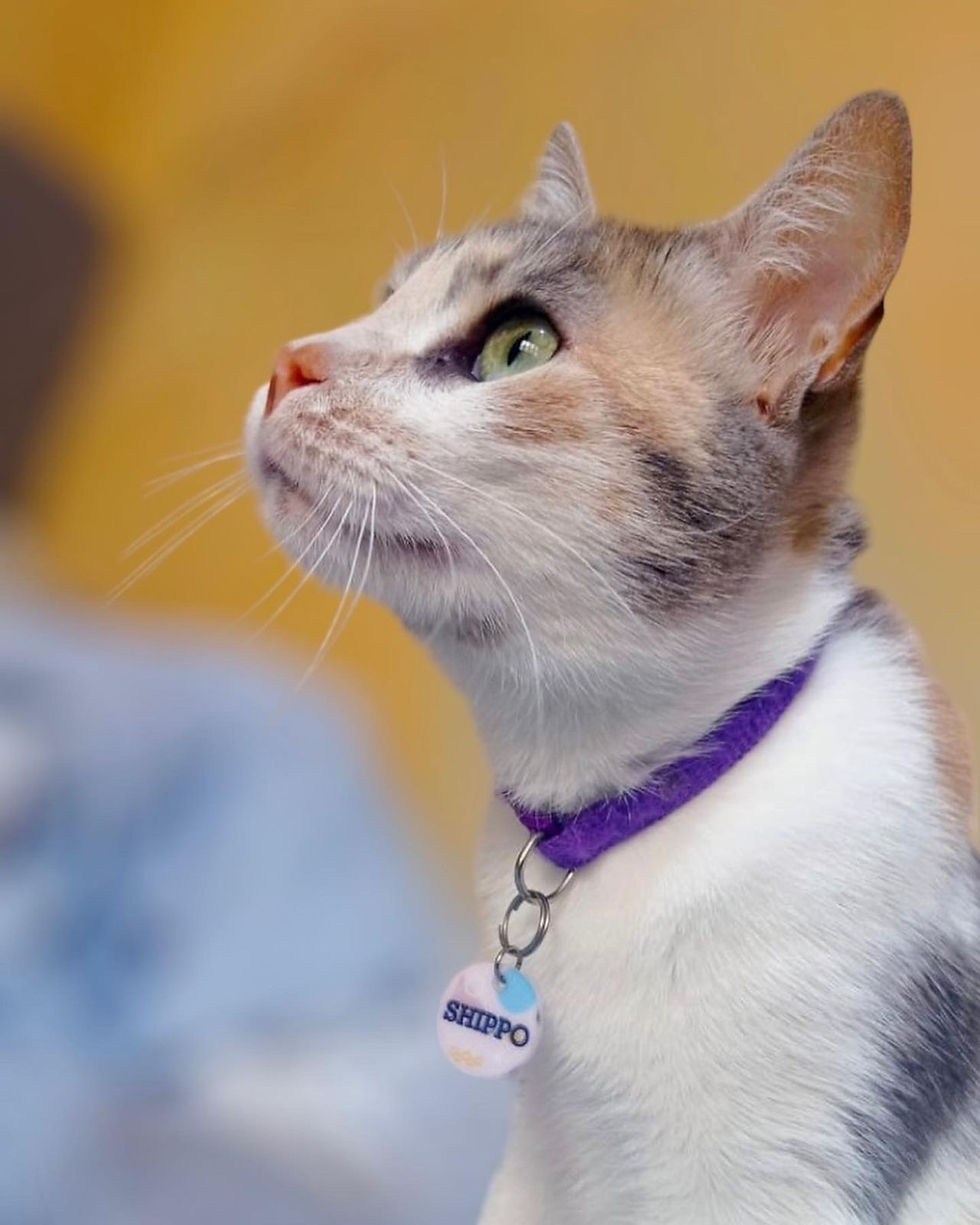 Miniatura: Placa de identificación Molly Memphis para perros y gatos