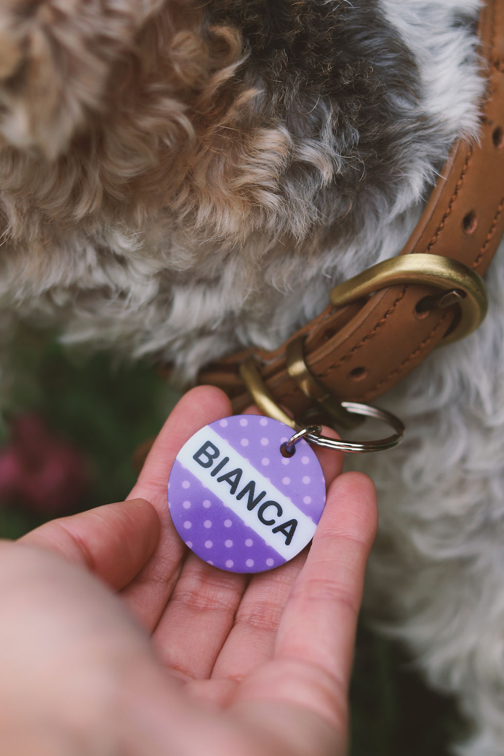 Miniatura: Placa de identificación Puntos para perros y gatos