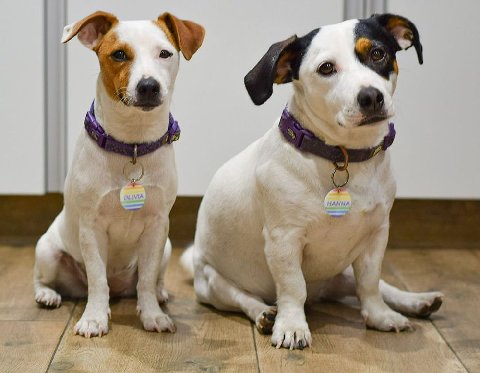 Miniatura: Placa de identificación Arcoiris Colección de Verano para perros y gatos