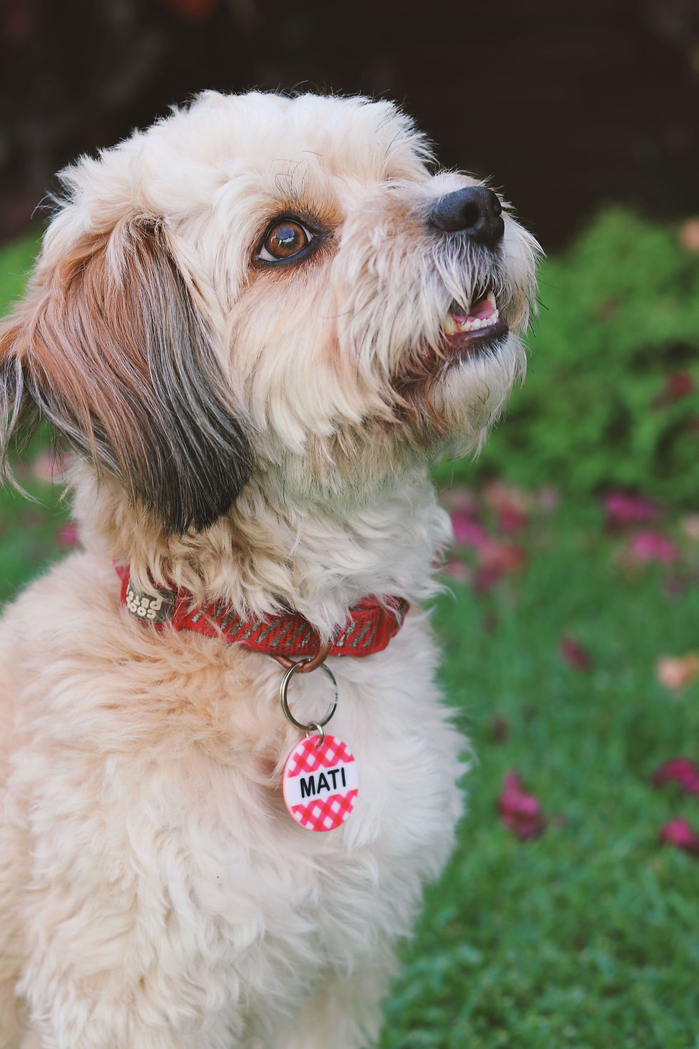 Miniatura: Placa de identificación Mantel para perros y gatos