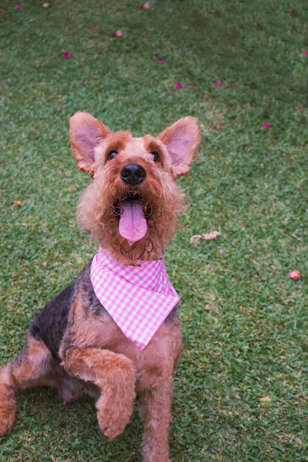 Miniatura: Bandana Reversible Con Elástico Rosada - Ponle Nombre