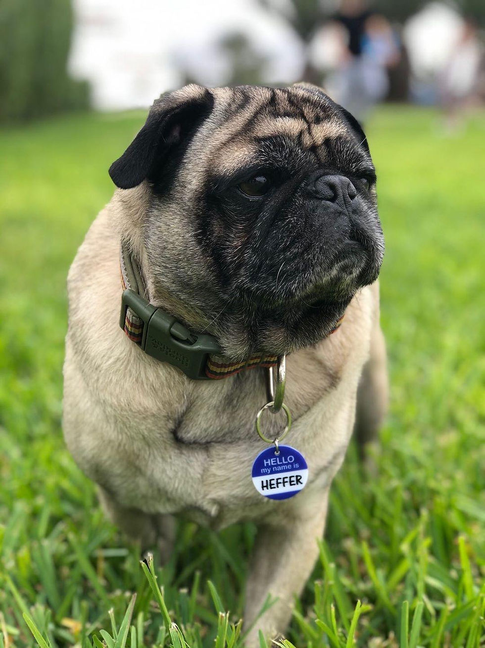 Miniatura: Placa de identificación Hello My Name Is para perros y gatos