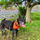 Miniatura: Bandana Calabaza Halloween para perros