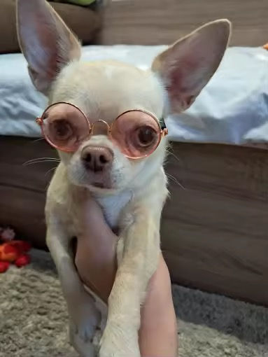 Miniatura: Lentes de sol para mascotas