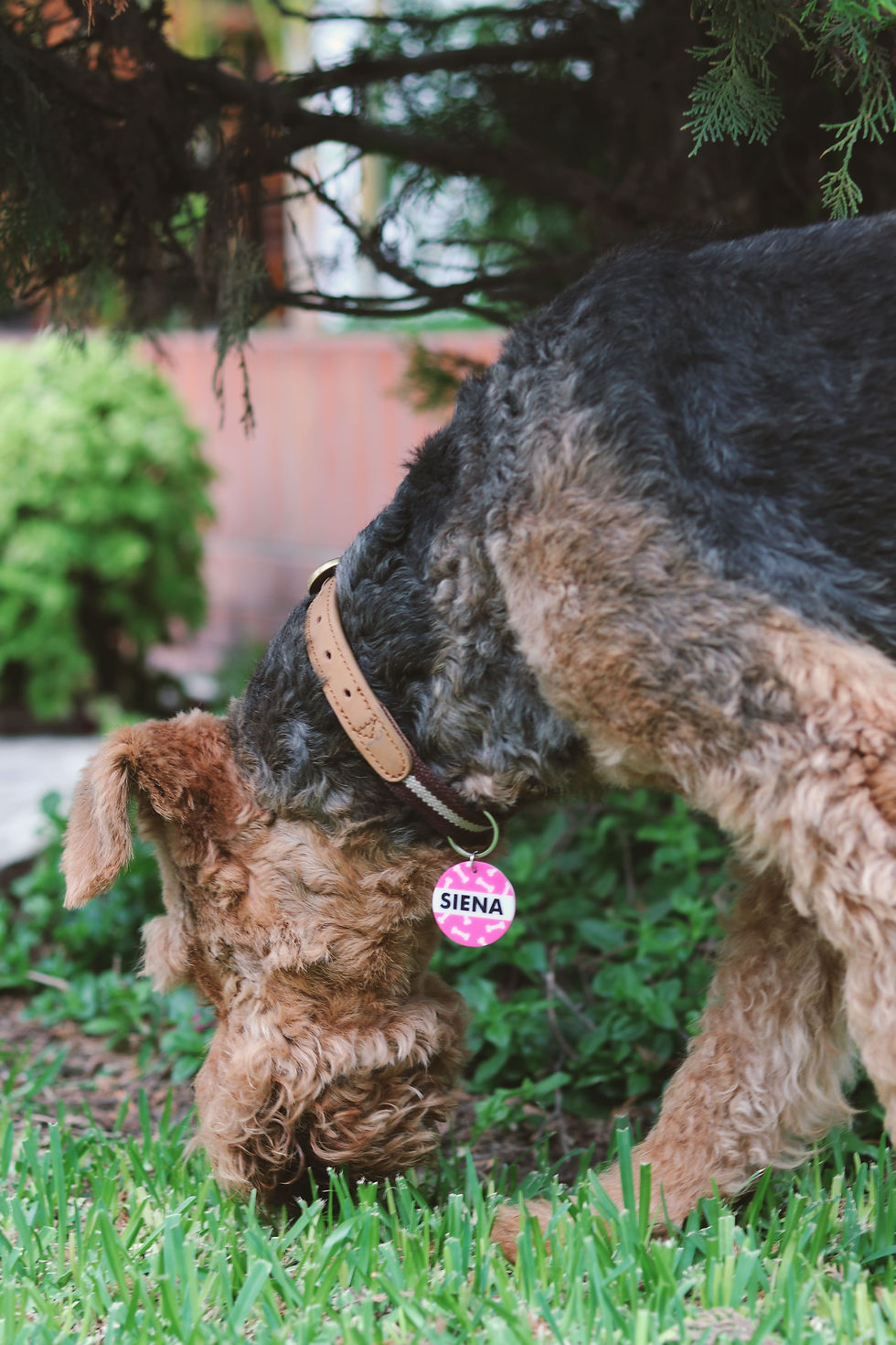Miniatura: Placa de identificación Huesitos para perros y gatos
