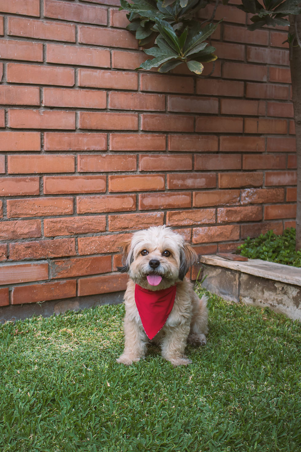 Miniatura: Bandana Reversible Con Elástico Roja - Ponle Nombre
