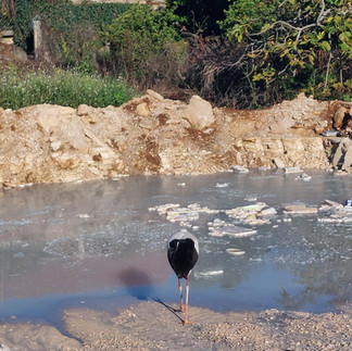 Roda ostala u Dubrovniku