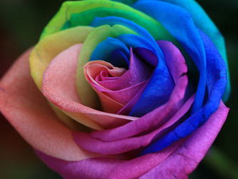 Stop & See the Roses