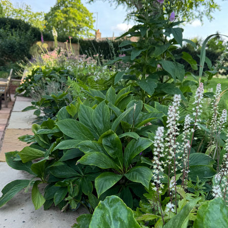 Country garden border, Astrantia, planting design, Hampshire, Garden Design Hampshire, Garden Design Berkshire