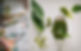 Selbst gemachtes Pesto