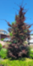 Resized_20240624_125229_edited_edited