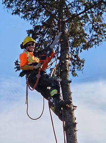 arborist removing a tree