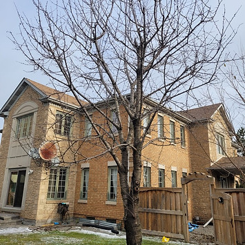 Fruit tree that needs pruning 