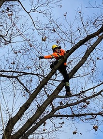 arborist pruning large tree