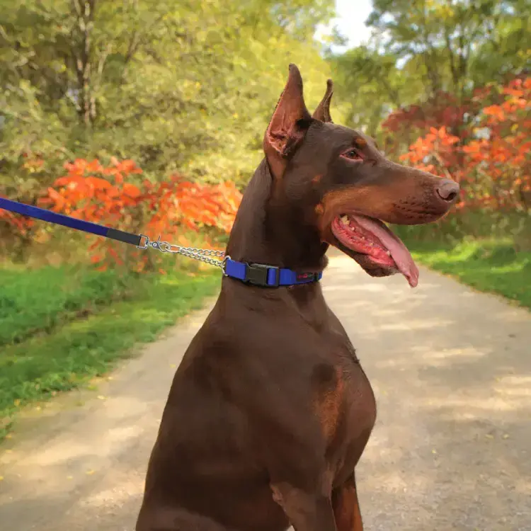 Thumbnail: Ultrahund Play Martingale Collar