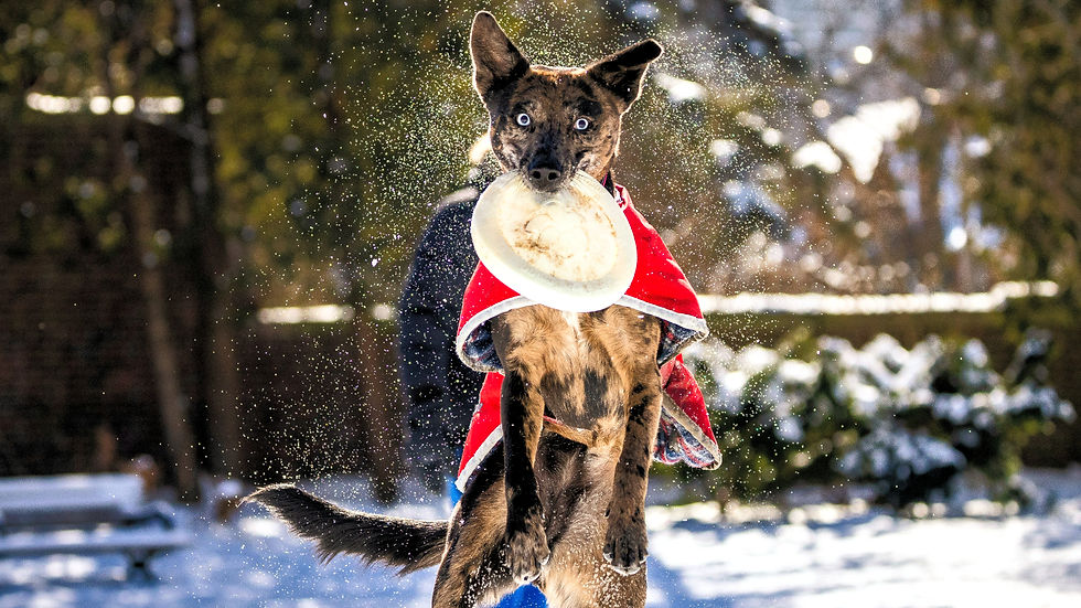 Rescue dog catching dog toy