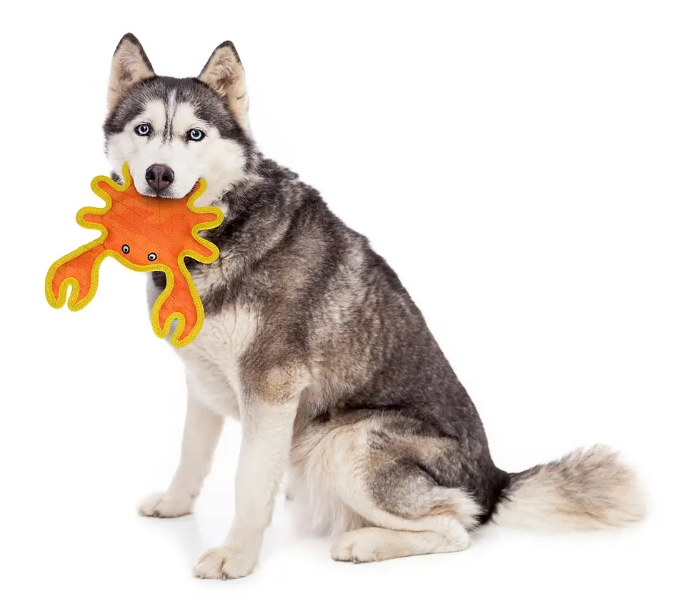 Thumbnail: Durable orange crab dog toy with tiger stripe design