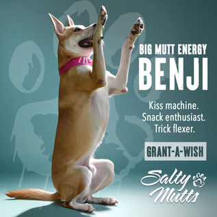 Dog Begging for a Dog Treat