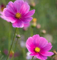 flowers-9359202_1280_edited.jpg