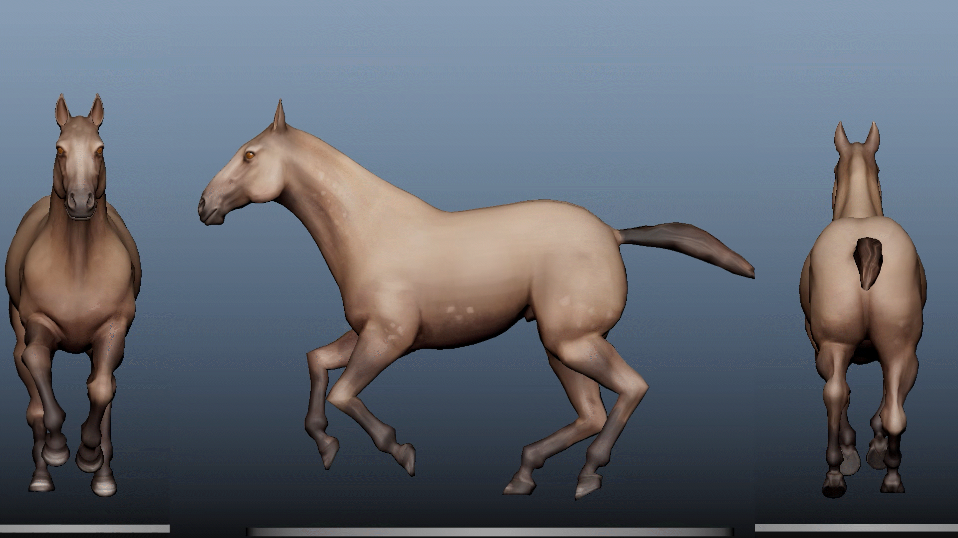 A04_HorseGallop_ChrisGermany_1.gif