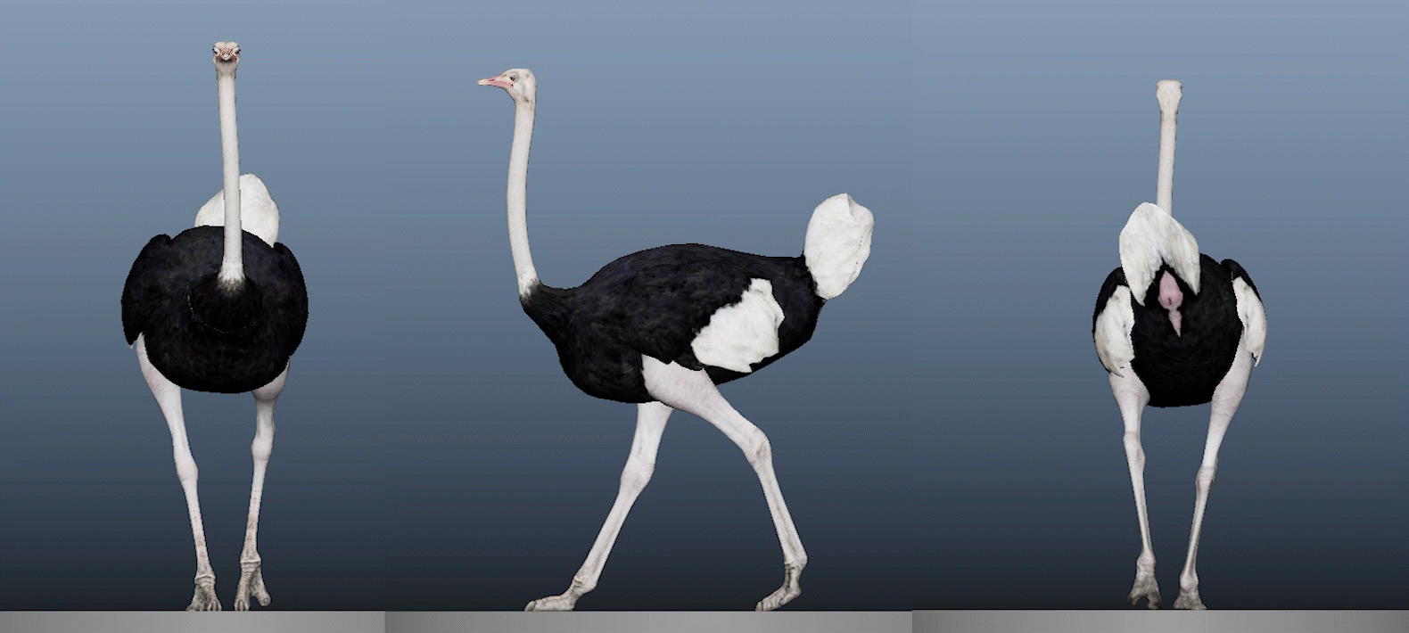 A01_OstrichWalk_Final_ChrisGermany_1.gif