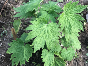 Motherwort for Mother's Day