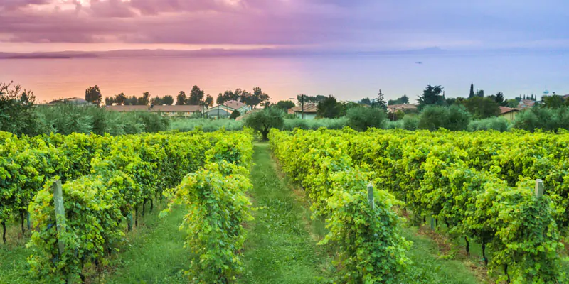 Bardolino tra i vigneti