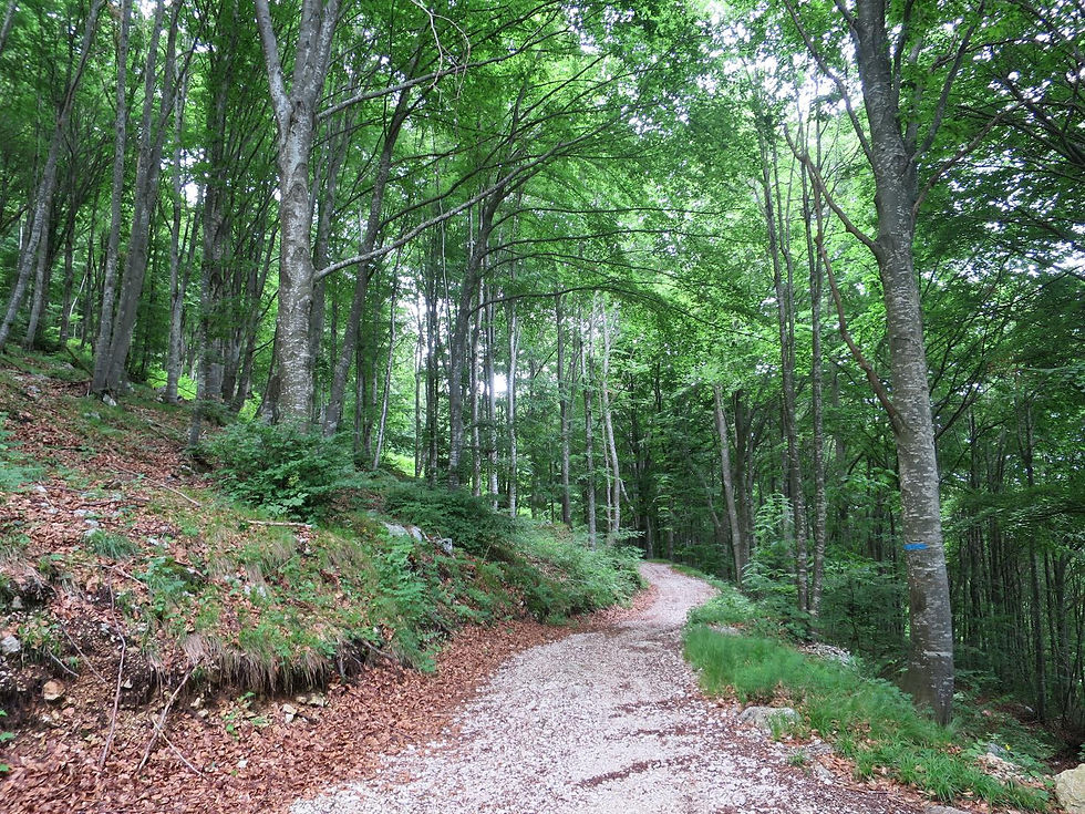 Sentiero alle pendici del Baldo