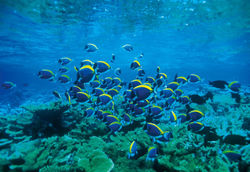 Plongée à Aqaba