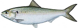 Shad Image