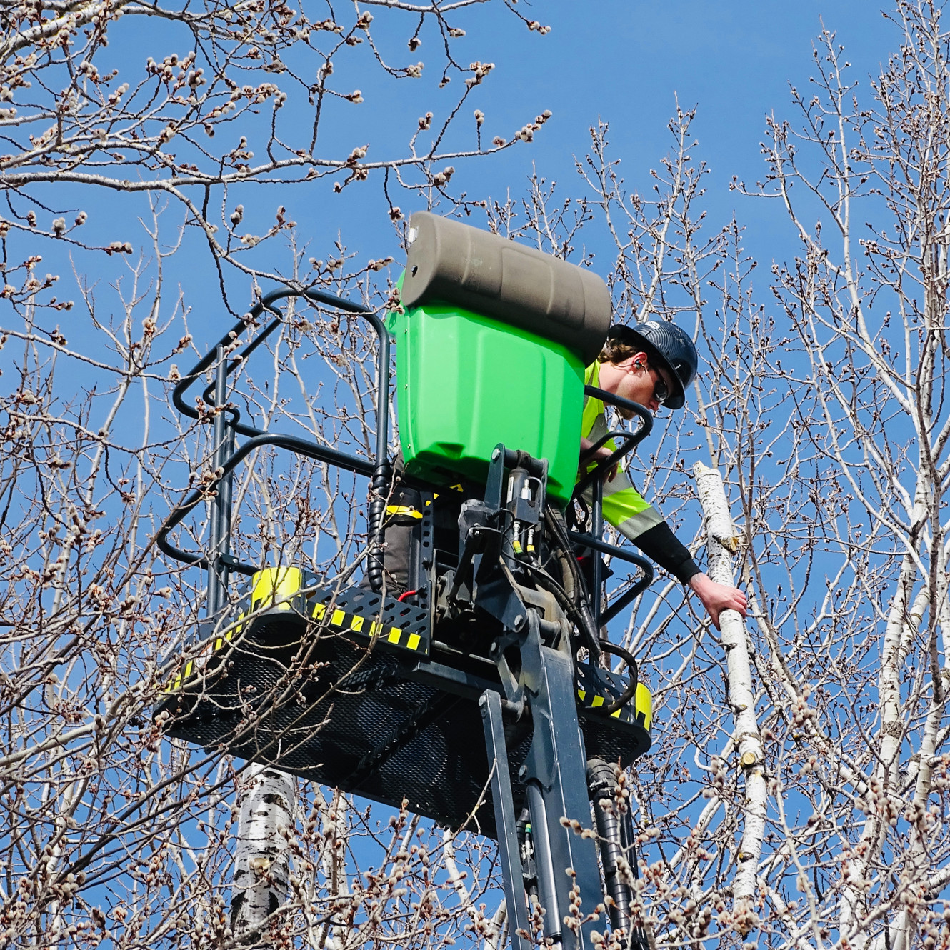 Tree Removal in Minneapolis Metro | Northern Roots Tree Co.