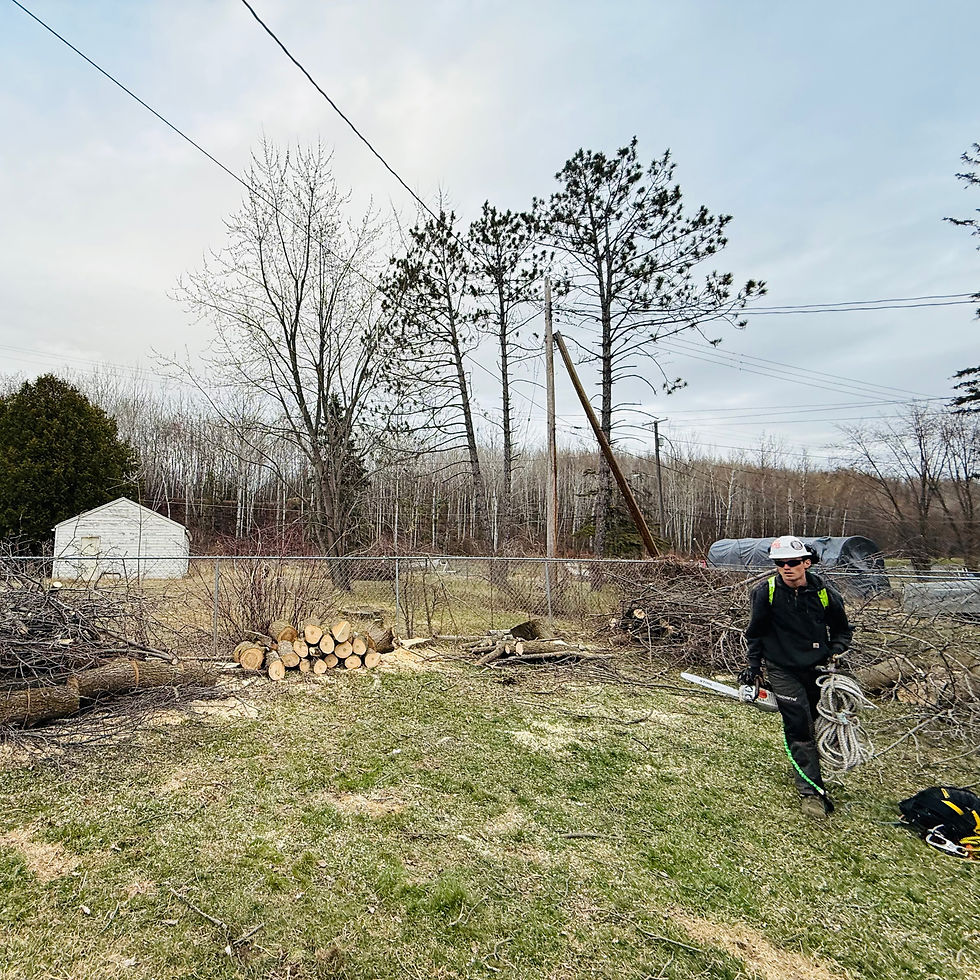 On-Site Tree Assessment