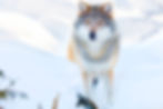 Depositphotos_123881094_xl-2015.jpg