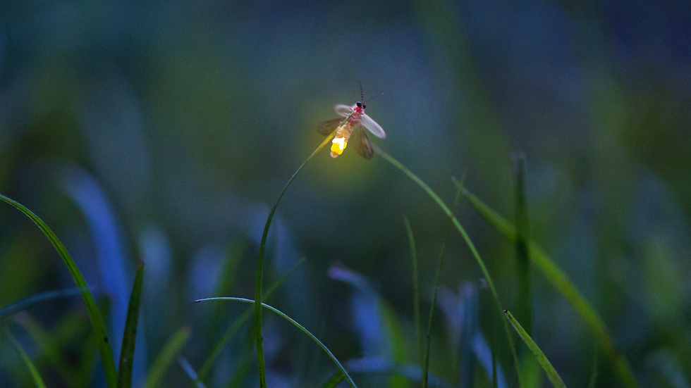 The Firefly Collection: Darkness as a catalyst for light