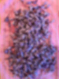 IMG_1320.jpeg