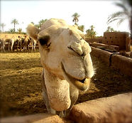 Happy Camels at Dar Sidi Bounou