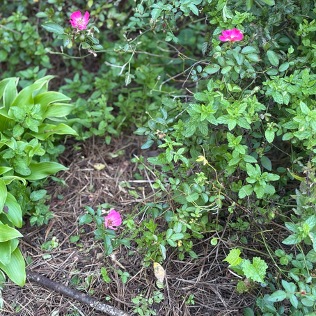 Marriage and Peppermint