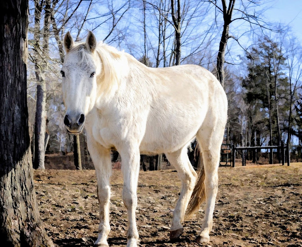 White horse standing outdoors